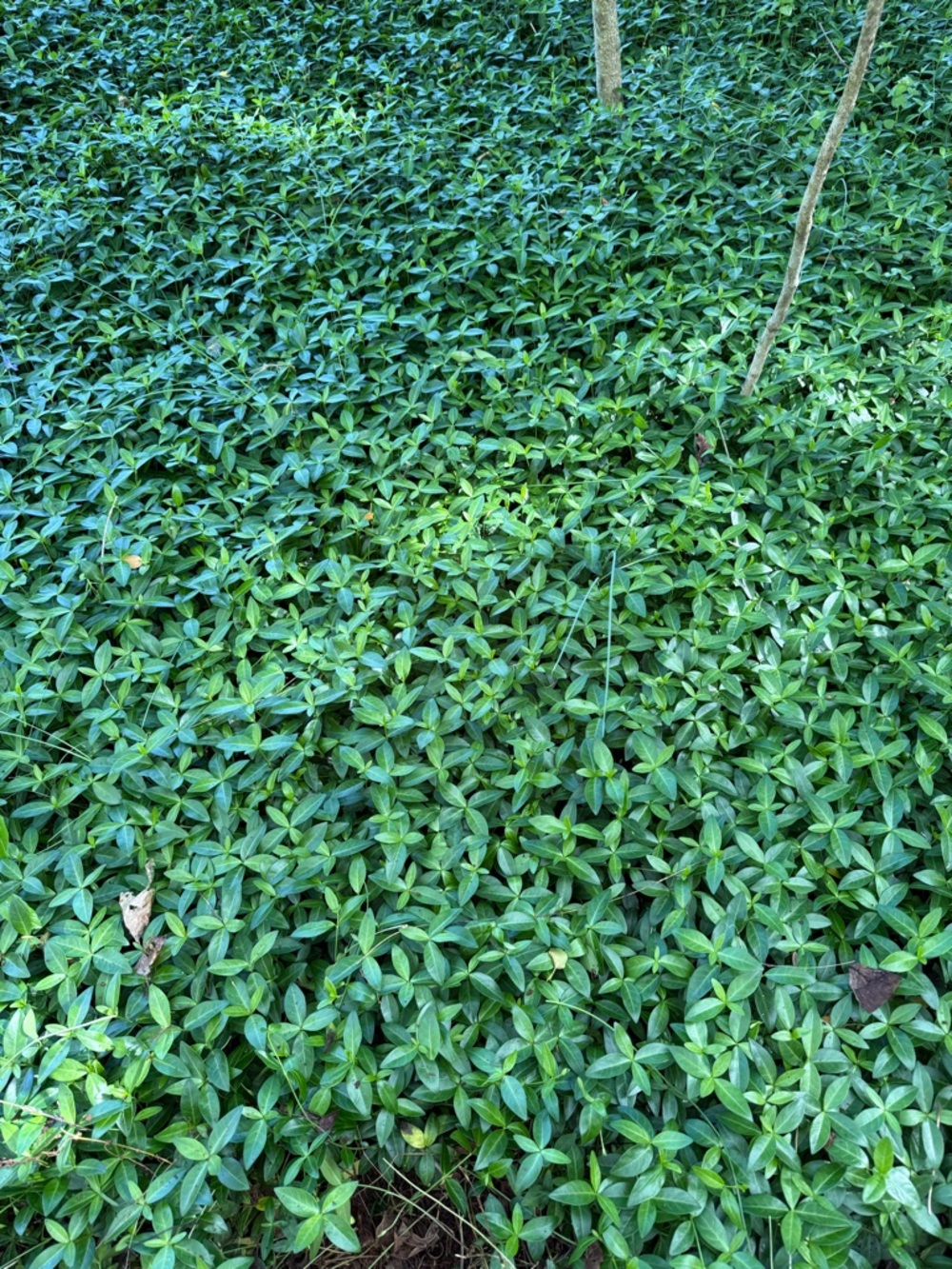 Green Groundcover Plant Mat
